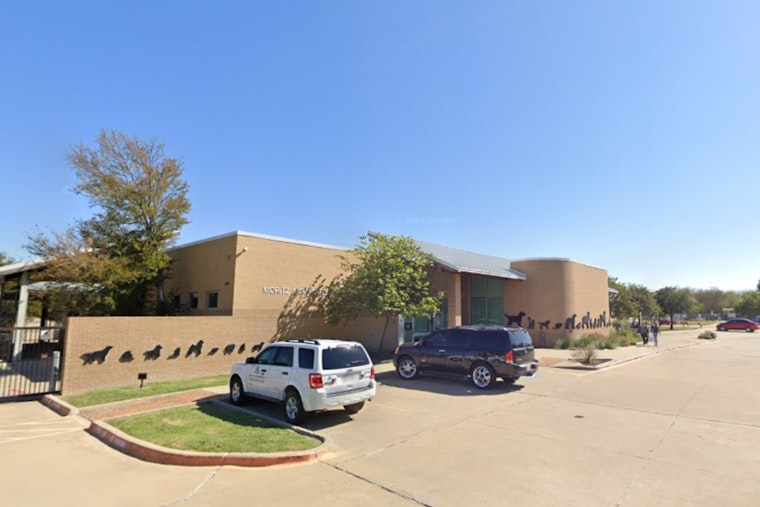 Arlington Animal Shelter Launches $5 Adoption Special Amid Surging Intakes