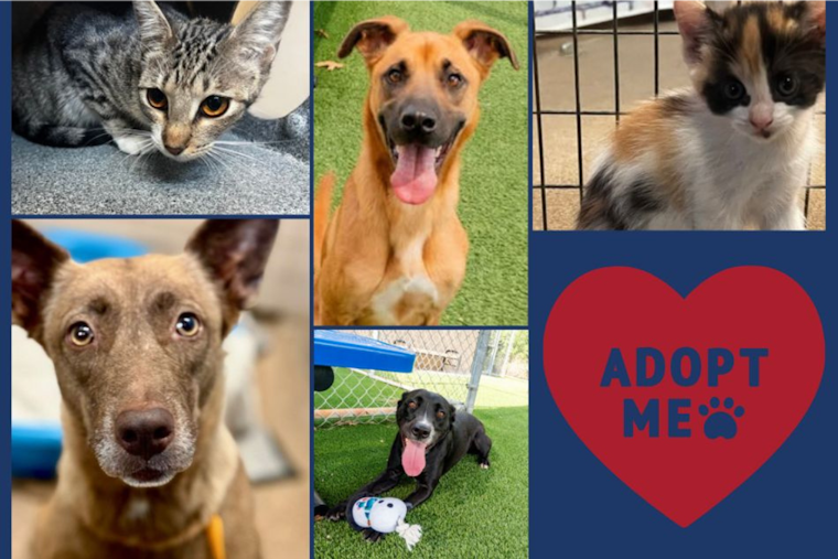 Arlington Launches 'The Rescue Effect' Initiative with $25 Pet Adoption Specials to Ease Shelter Overcrowding