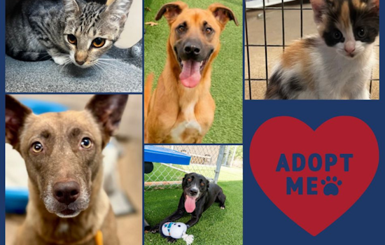 Arlington Launches 'The Rescue Effect' Initiative with $25 Pet Adoption Specials to Ease Shelter Overcrowding