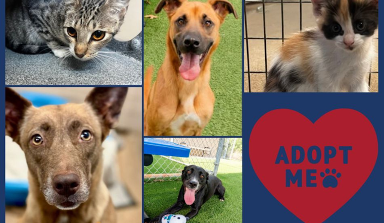 Arlington Launches 'The Rescue Effect' Initiative with $25 Pet Adoption Specials to Ease Shelter Overcrowding