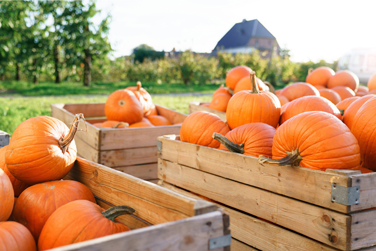 Autumn Delights and Cultural Treats Await in Arlington's Packed Weekend Lineup