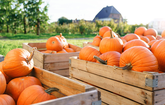 Autumn Delights and Cultural Treats Await in Arlington's Packed Weekend Lineup