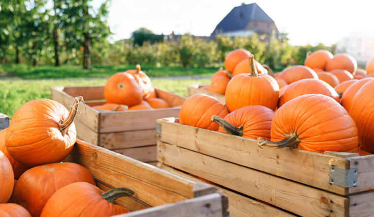 Autumn Delights and Cultural Treats Await in Arlington's Packed Weekend Lineup