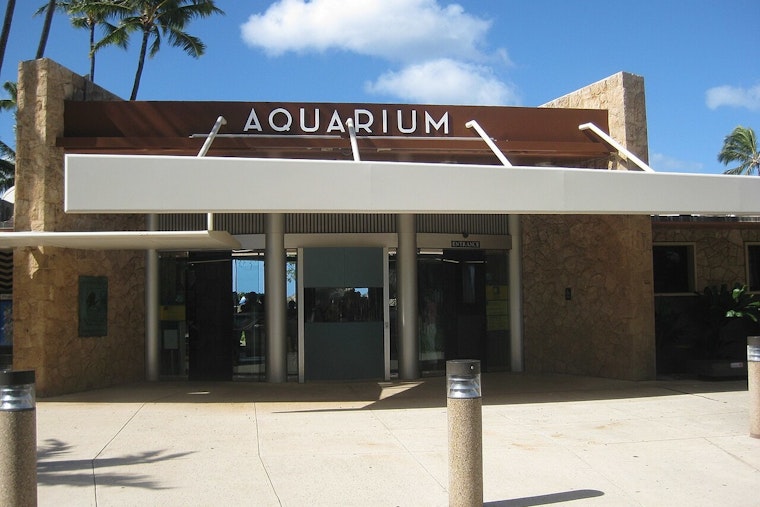 Beloved Hawaiian Monk Seal Hōʻailona Returns to Waikīkī Aquarium Amid Conservation Efforts