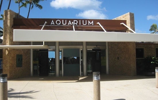 Beloved Hawaiian Monk Seal Hōʻailona Returns to Waikīkī Aquarium Amid Conservation Efforts