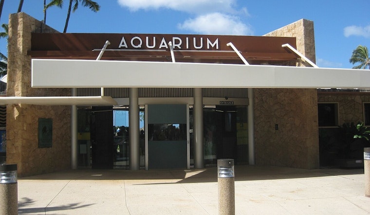 Beloved Hawaiian Monk Seal Hōʻailona Returns to Waikīkī Aquarium Amid Conservation Efforts