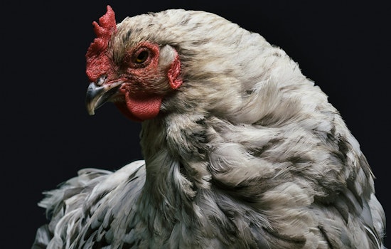 Daring GPS-Powered Chicken Heist Could Put Berkeley Activist in Prison for Years