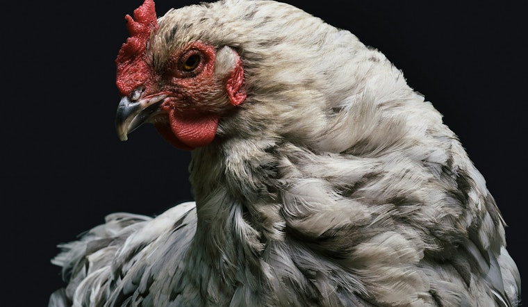 Daring GPS-Powered Chicken Heist Could Put Berkeley Activist in Prison for Years