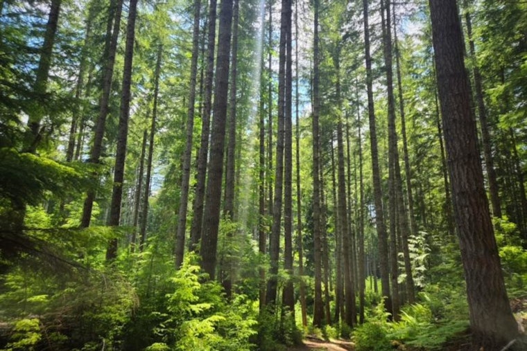 BLM to Offer Six Timber Sales in Western Oregon, Totaling 40 Million Board Feet
