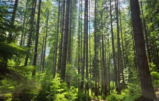 BLM to Offer Six Timber Sales in Western Oregon, Totaling 40 Million Board Feet
