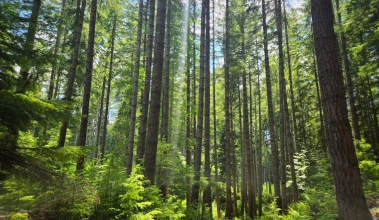 BLM to Offer Six Timber Sales in Western Oregon, Totaling 40 Million Board Feet