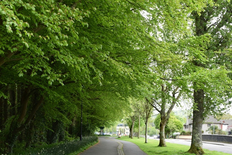 Bloomington Residents Urged to Trimming Vegetation to Keep Sidewalks and Streets Safe