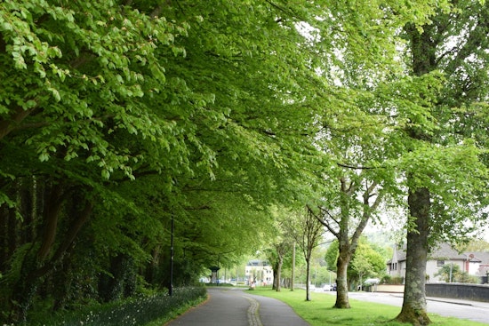 Bloomington Residents Urged to Trimming Vegetation to Keep Sidewalks and Streets Safe