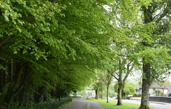 Bloomington Residents Urged to Trimming Vegetation to Keep Sidewalks and Streets Safe