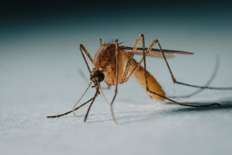 Boston Reports First Human Case of West Nile Virus This Year, Health Officials Urge Precaution