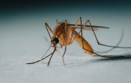 Boston Reports First Human Case of West Nile Virus This Year, Health Officials Urge Precaution