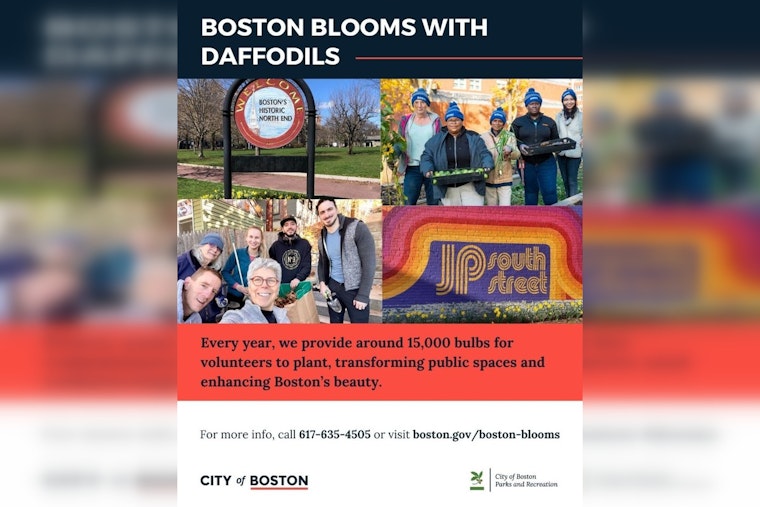 Boston's "Blooms with Daffodils" Initiative Returns, Offering 15,000 Bulbs to Community Groups