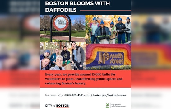 Boston's "Blooms with Daffodils" Initiative Returns, Offering 15,000 Bulbs to Community Groups