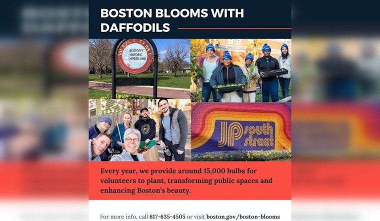 Boston's "Blooms with Daffodils" Initiative Returns, Offering 15,000 Bulbs to Community Groups