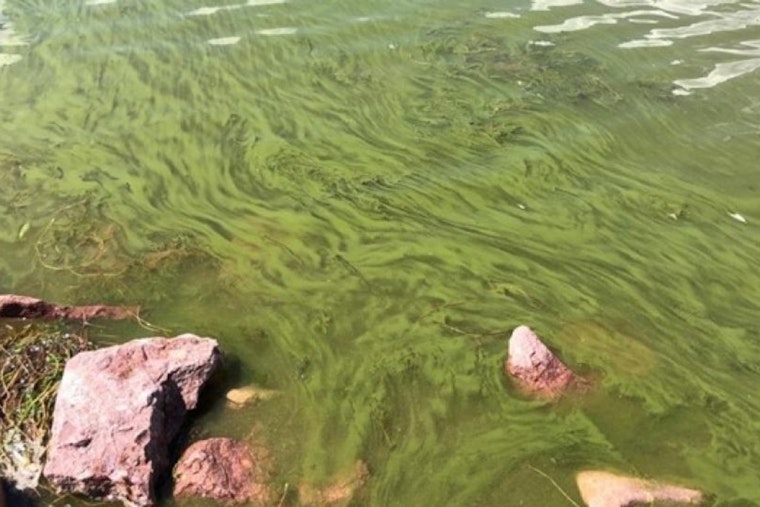Boulder Officials Warn of Toxic Algae Bloom in Reservoir, Urge Public to Exercise Caution