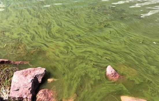 Boulder Officials Warn of Toxic Algae Bloom in Reservoir, Urge Public to Exercise Caution