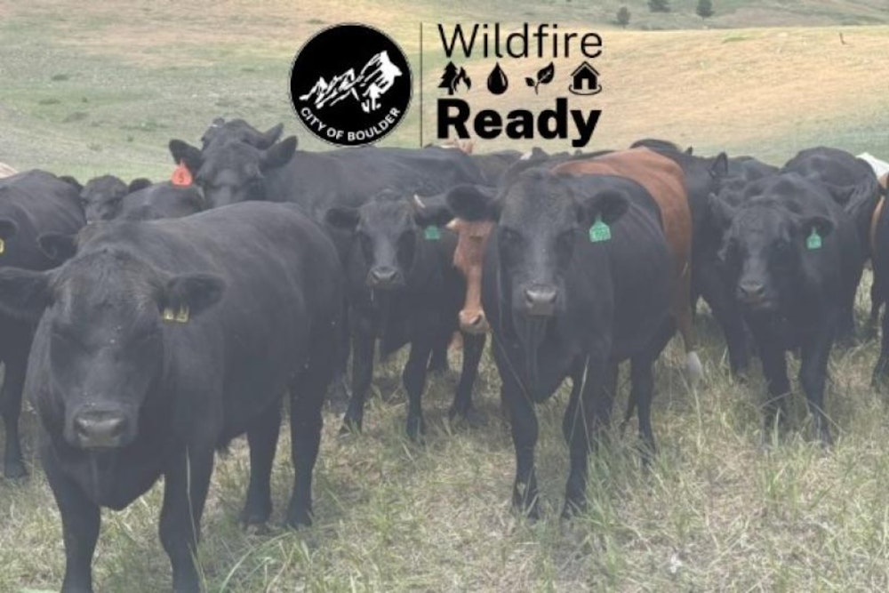 Boulder Reintroduces Cattle Grazing for Fire Mitigation Near Dakota Ridge Neighborhood