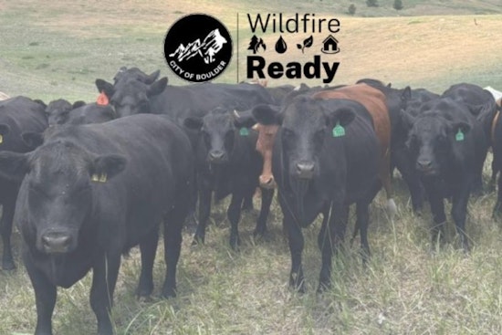 Boulder Reintroduces Cattle Grazing for Fire Mitigation Near Dakota Ridge Neighborhood