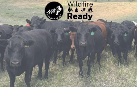 Boulder Reintroduces Cattle Grazing for Fire Mitigation Near Dakota Ridge Neighborhood