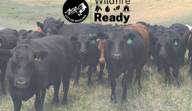 Boulder Reintroduces Cattle Grazing for Fire Mitigation Near Dakota Ridge Neighborhood