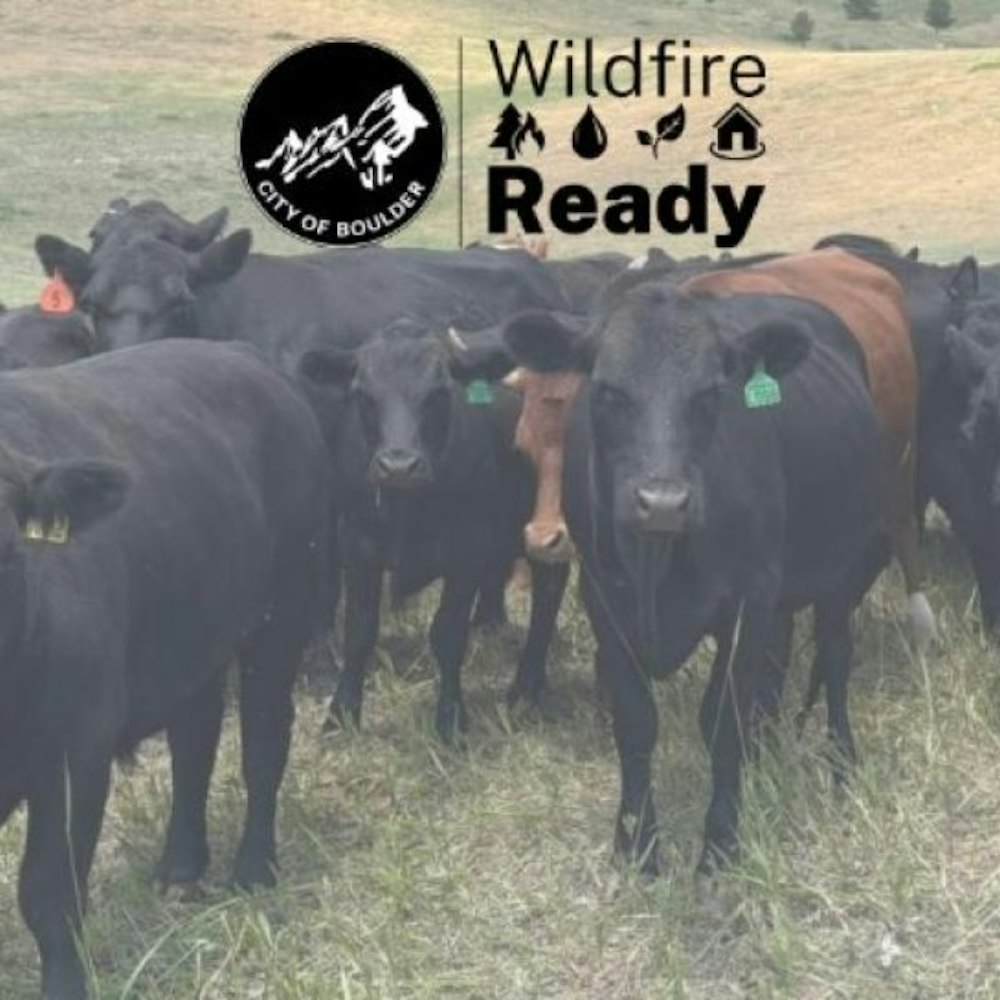 Boulder Reintroduces Cattle Grazing for Fire Mitigation Near Dakota Ridge Neighborhood