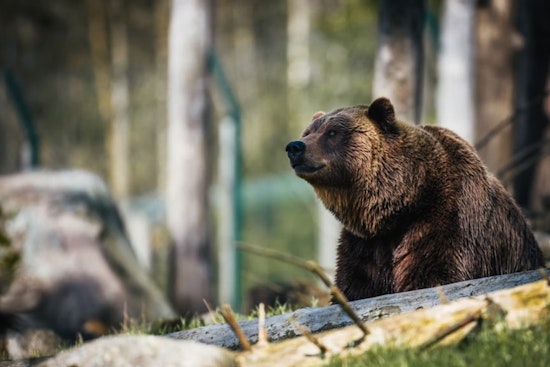 Boulder Resident Suffers Minor Injuries in Bear Encounter, Wildlife Officials Urge Caution and Trash Security