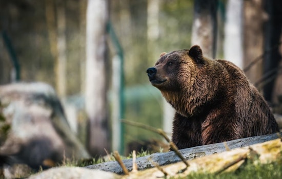 Boulder Resident Suffers Minor Injuries in Bear Encounter, Wildlife Officials Urge Caution and Trash Security