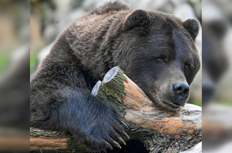 Brookfield Zoo Mourns the Passing of Beloved Brown Bear Axhi at 31