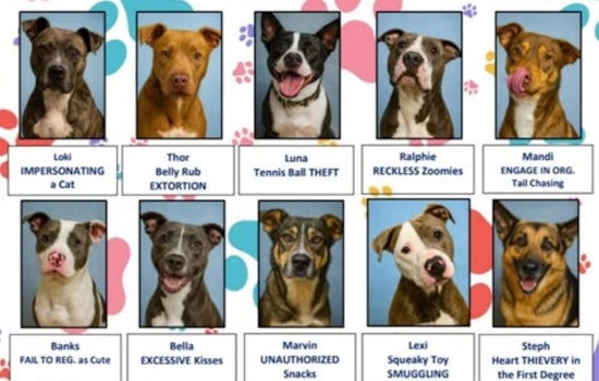 Burleson Police Department's "Most Wanted" List Playfully Promotes Shelter Dog Adoptions in Texas