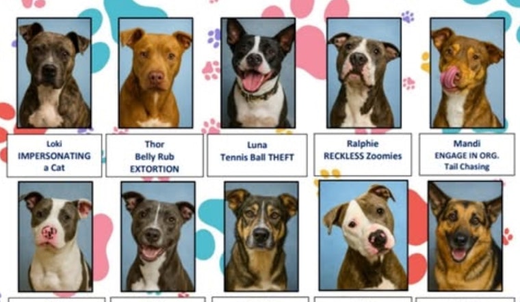 Burleson Police Department's "Most Wanted" List Playfully Promotes Shelter Dog Adoptions in Texas