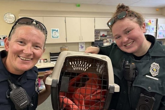 Carmel Police Showcase Community Spirit with Squirrel Rescue Operation at Local School