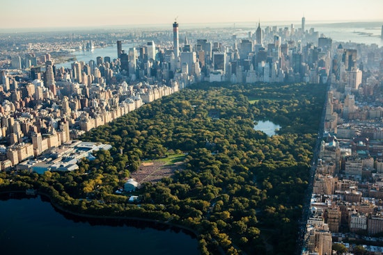 Central Park's Beloved "Furever Tree" Memorial Removed Due to Environmental Stress After 40-Year Legacy