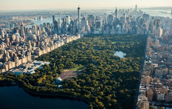 Central Park's Beloved "Furever Tree" Memorial Removed Due to Environmental Stress After 40-Year Legacy