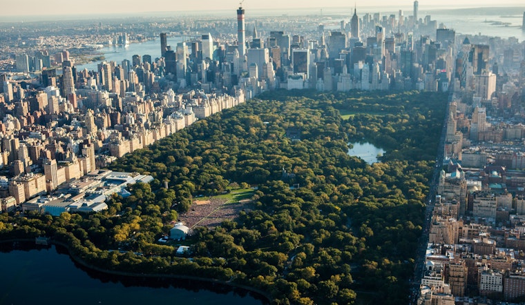 Central Park's Beloved "Furever Tree" Memorial Removed Due to Environmental Stress After 40-Year Legacy