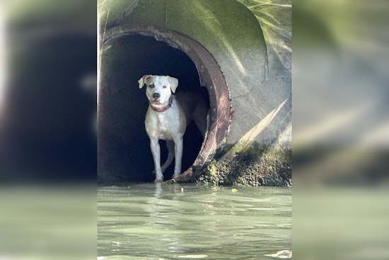 Chicago Police Marine Unit Successfully Rescues Missing Pit Bull Terrier from River Drainpipe
