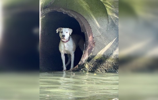 Chicago Police Marine Unit Successfully Rescues Missing Pit Bull Terrier from River Drainpipe