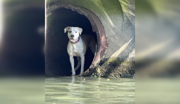 Chicago Police Marine Unit Successfully Rescues Missing Pit Bull Terrier from River Drainpipe