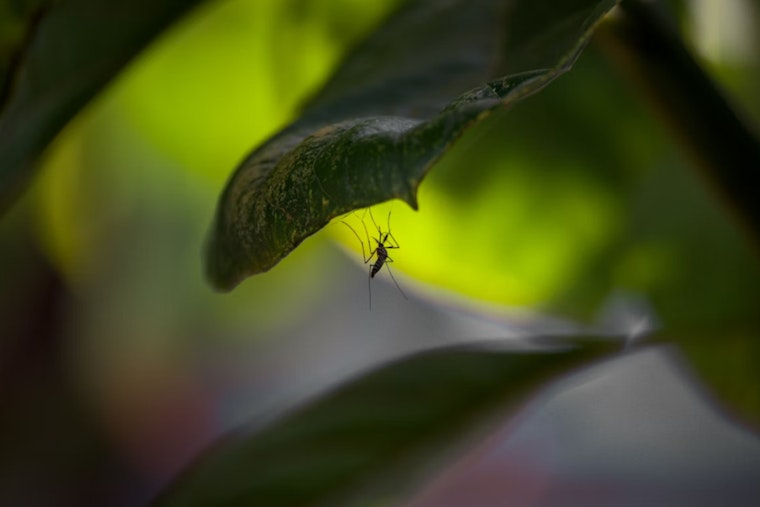 Cochise County Breathes Easy as Mosquito Tests Return Negative for Major Viruses
