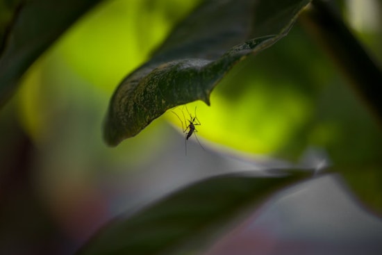 Cochise County Breathes Easy as Mosquito Tests Return Negative for Major Viruses