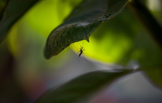 Cochise County Breathes Easy as Mosquito Tests Return Negative for Major Viruses