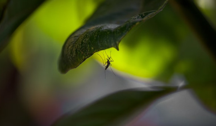 Cochise County Breathes Easy as Mosquito Tests Return Negative for Major Viruses