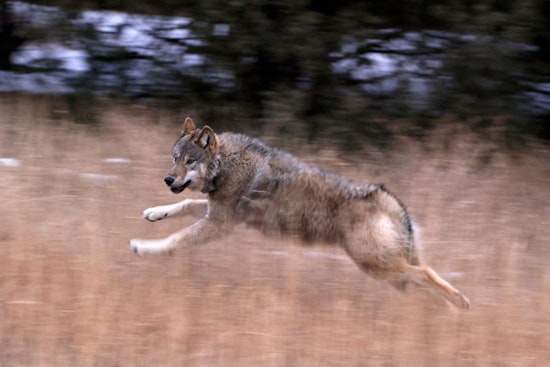Colorado Gray Wolf 2507 Killed by Blunt Force Trauma in Suspected Vehicle Collision, U.S. Fish and Wildlife Service Reports