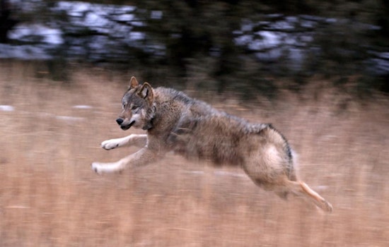 Colorado Gray Wolf 2507 Killed by Blunt Force Trauma in Suspected Vehicle Collision, U.S. Fish and Wildlife Service Reports