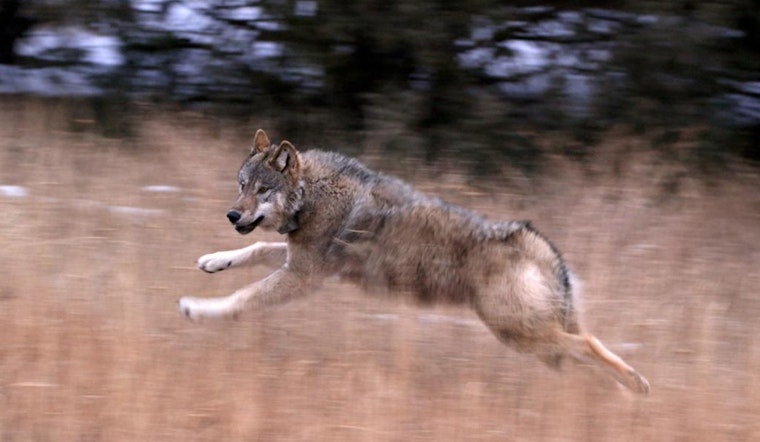 Colorado Gray Wolf 2507 Killed by Blunt Force Trauma in Suspected Vehicle Collision, U.S. Fish and Wildlife Service Reports