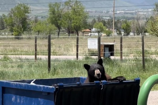 Colorado Parks and Wildlife Urges Residents: Secure Trash to Protect Bears and Humans Alike during Hyperphagia Season